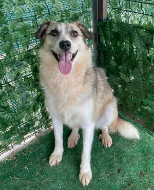 Adopter Lupa