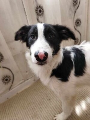 Adopter Lush