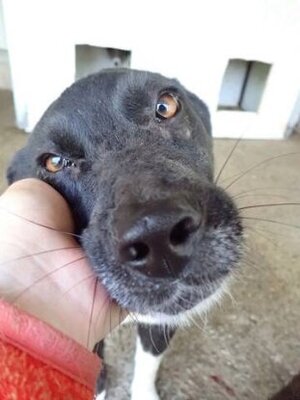 Adopter Lusitania