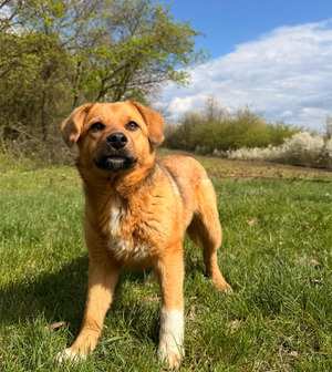 Adopter Lyla