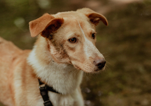 Adopter Lyris