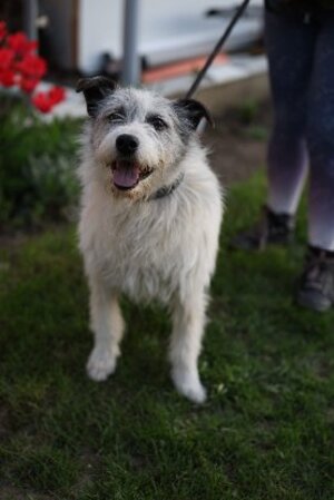 Adopter Madox