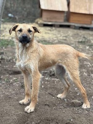 Adopter Maggee
