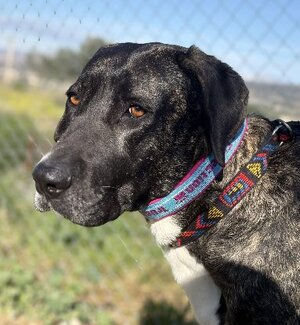 Adopter Maggie