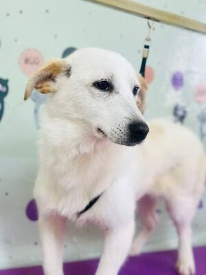 Adopter Maggie