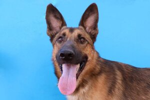 Adopter Magic