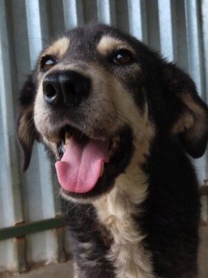Adopter Magica