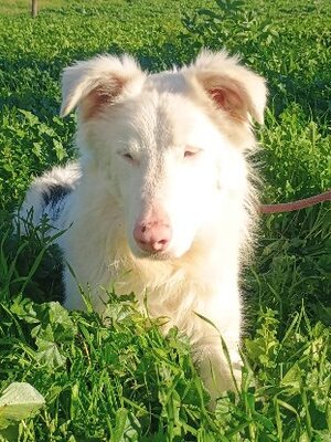 Adopter Mago