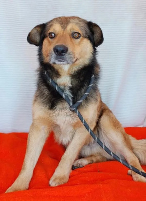 Adopter Mailow