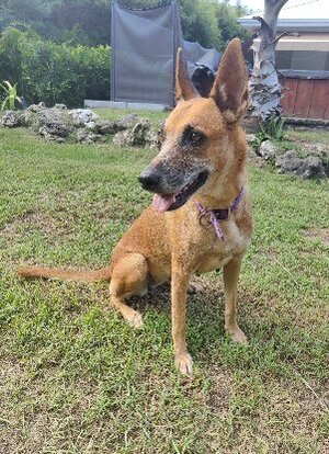Adopter Malia
