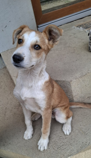 Adopter Malik