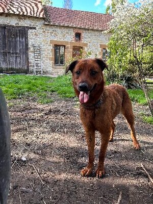 Adopter Malou