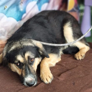 Adopter Malty