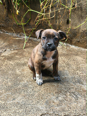 Adopter Manapany