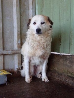 Adopter Mandragore