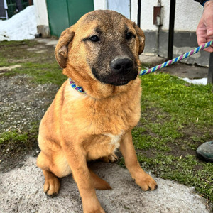 Adopter Manify