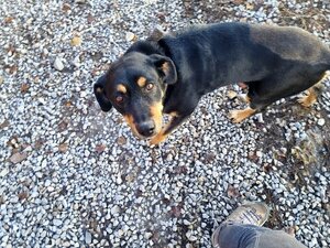 Adopter Manou