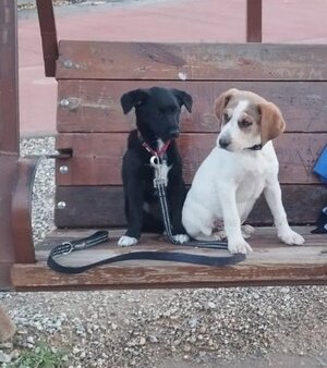 Adopter Mansha