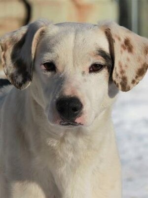 Adopter Mappy