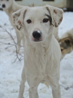 Adopter Mappy