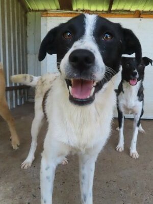 Adopter Mara