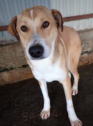 Adopter Marghioala