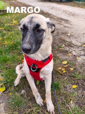 Adopter Margo