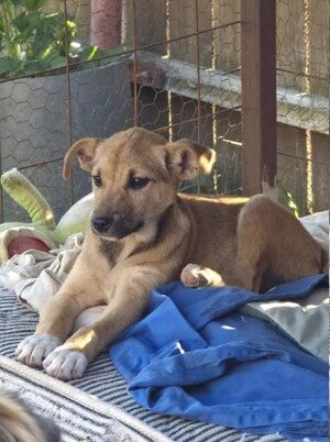 Adopter Marguerite