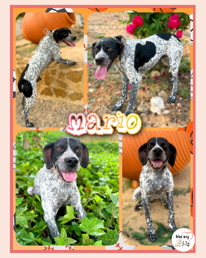Adopter Mario