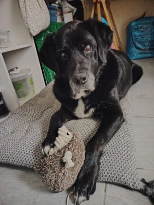 Adopter Marlay