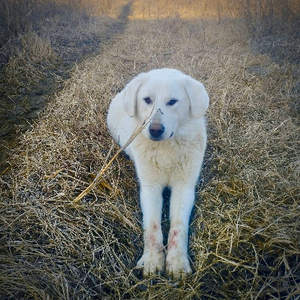 Adopter Marley