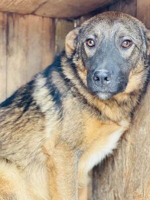 Adopter Marocco