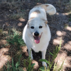 Adopter Martin
