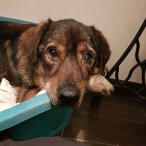 Adopter Maserati