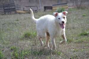 Adopter Masha