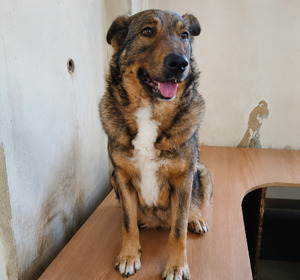Adopter Masha