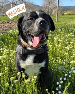 Adopter Mastock