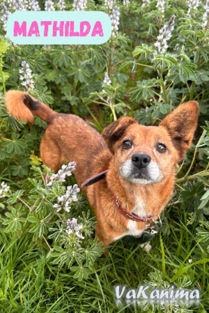 Adopter Mathilda