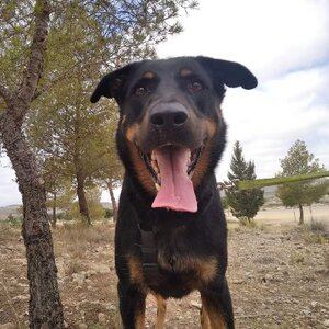 Adopter Max