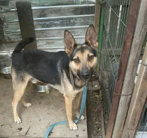 Adopter Maxi