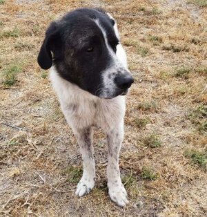 Adopter Maximus