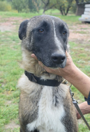 Adopter Maximus