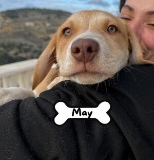 Adopter May