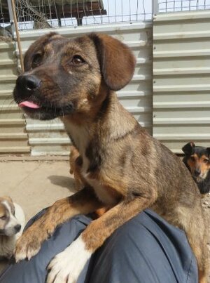 Adopter Mayfeld