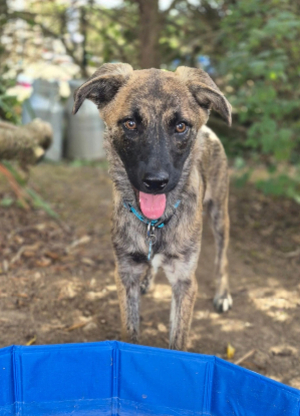 Adopter Mazar