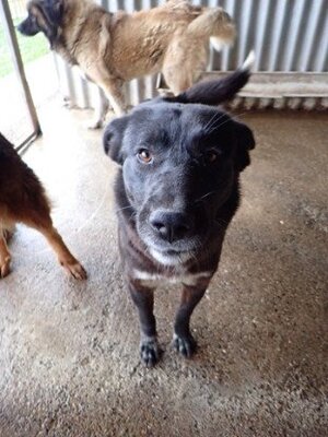 Adopter Meii