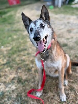Adopter Melba