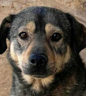 Adopter Melchior