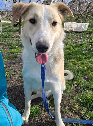 Adopter Melvin