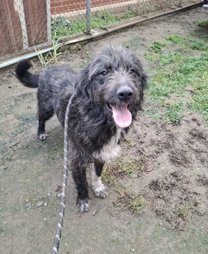 Adopter Memphis